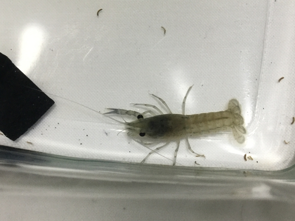 f:id:machidacustom2015:20180603232647j:plain