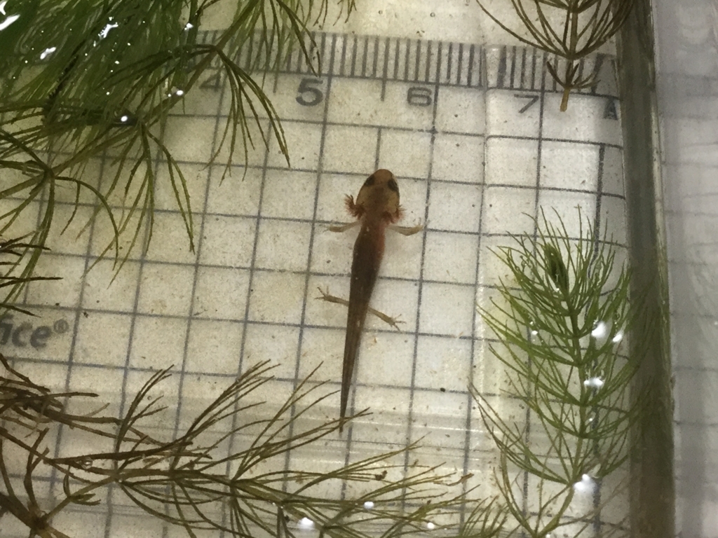 f:id:machidacustom2015:20180603235545j:plain