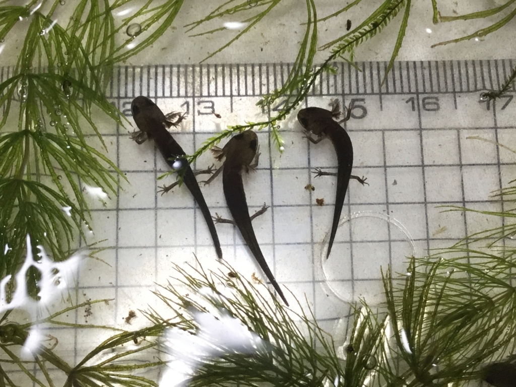 f:id:machidacustom2015:20180603235820j:plain