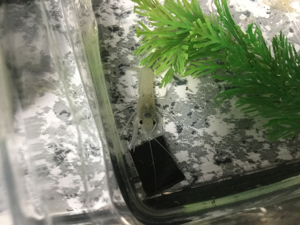 f:id:machidacustom2015:20180604224417j:plain