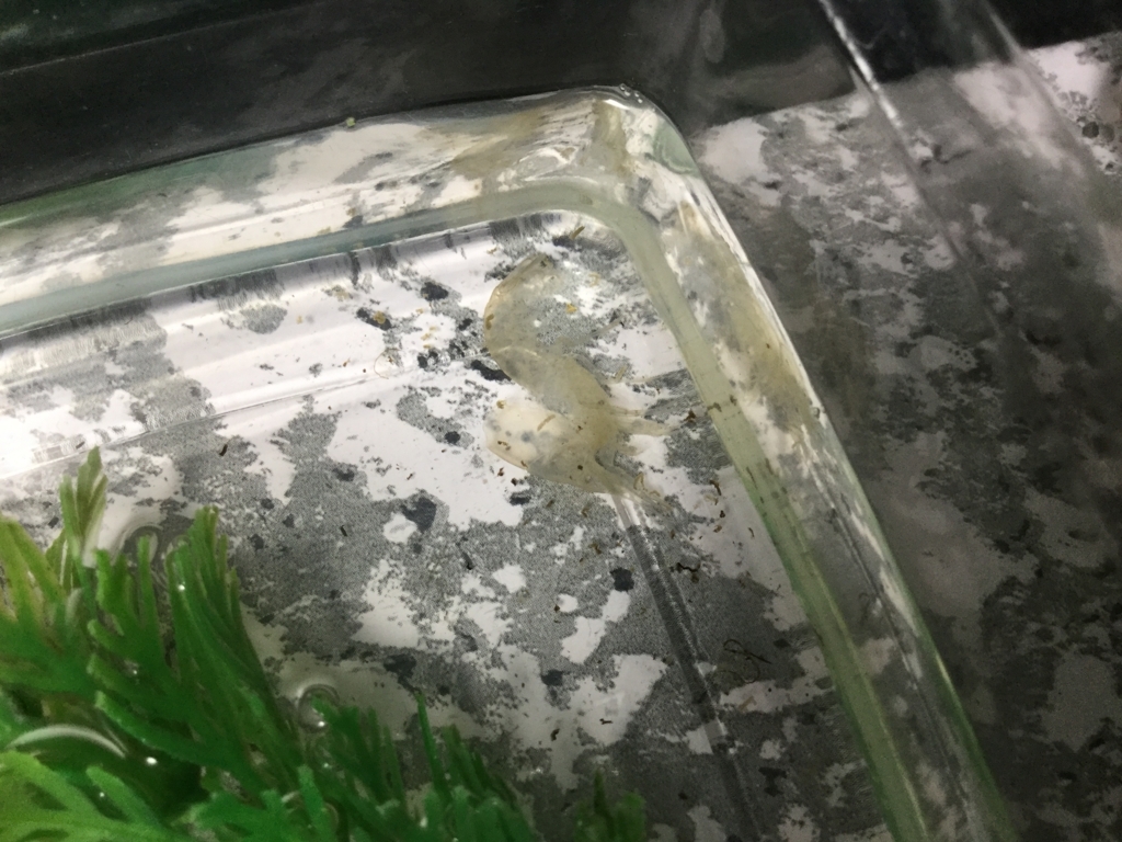 f:id:machidacustom2015:20180604224714j:plain