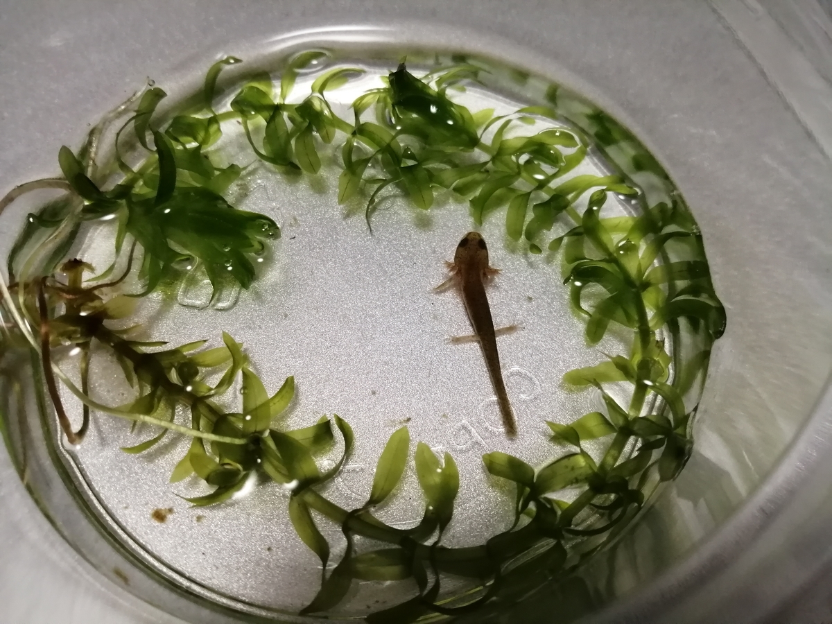 19アマミシリケン、アカハライモリ幼生の成長4 - ちまめの飼育部屋