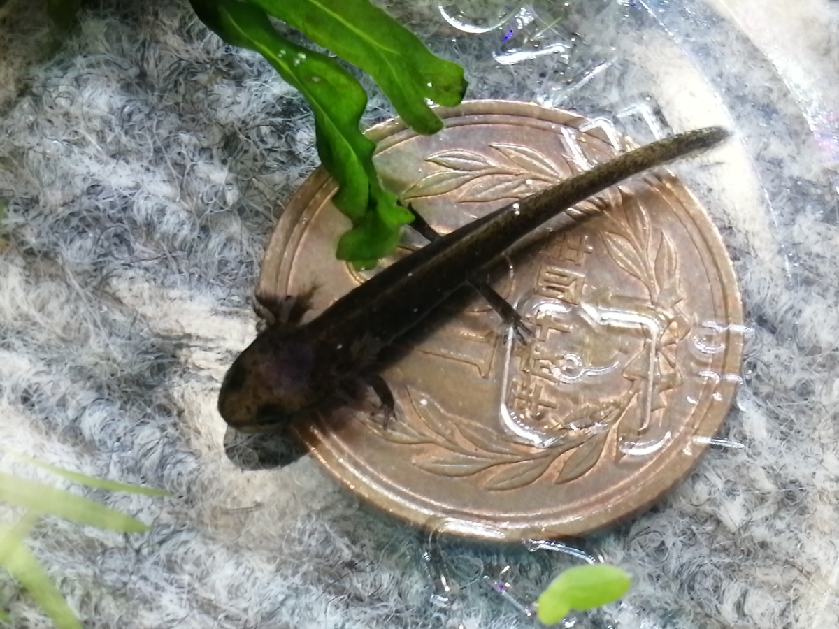 アマミシリケンイモリ幼生 約40匹