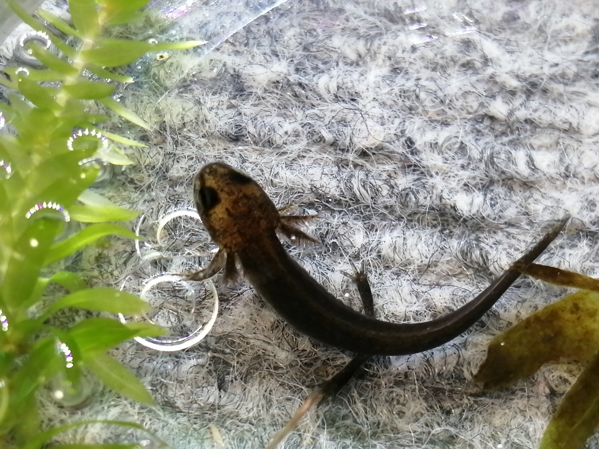 アマミシリケンイモリ幼生 約40匹