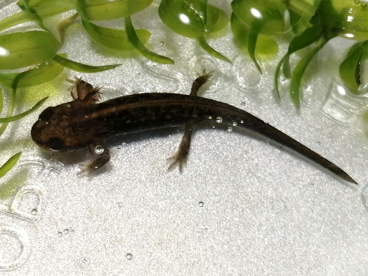 アマミシリケンイモリ幼生 約40匹