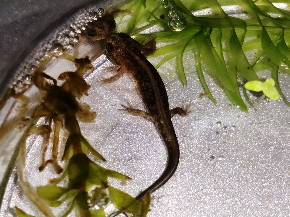 アマミシリケンイモリの幼生達。 - ちまめの飼育部屋