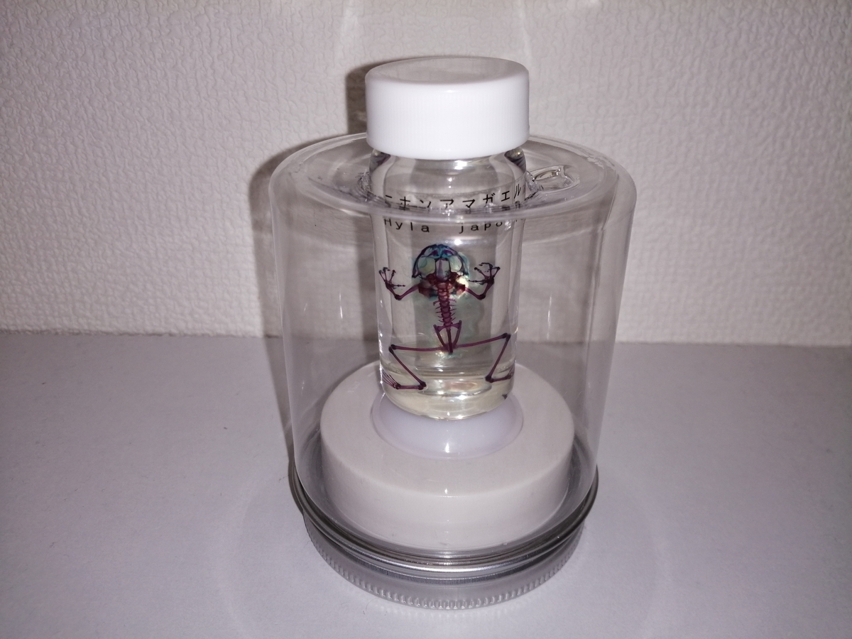透明骨格標本を使ってDIY。 - ちまめの飼育部屋