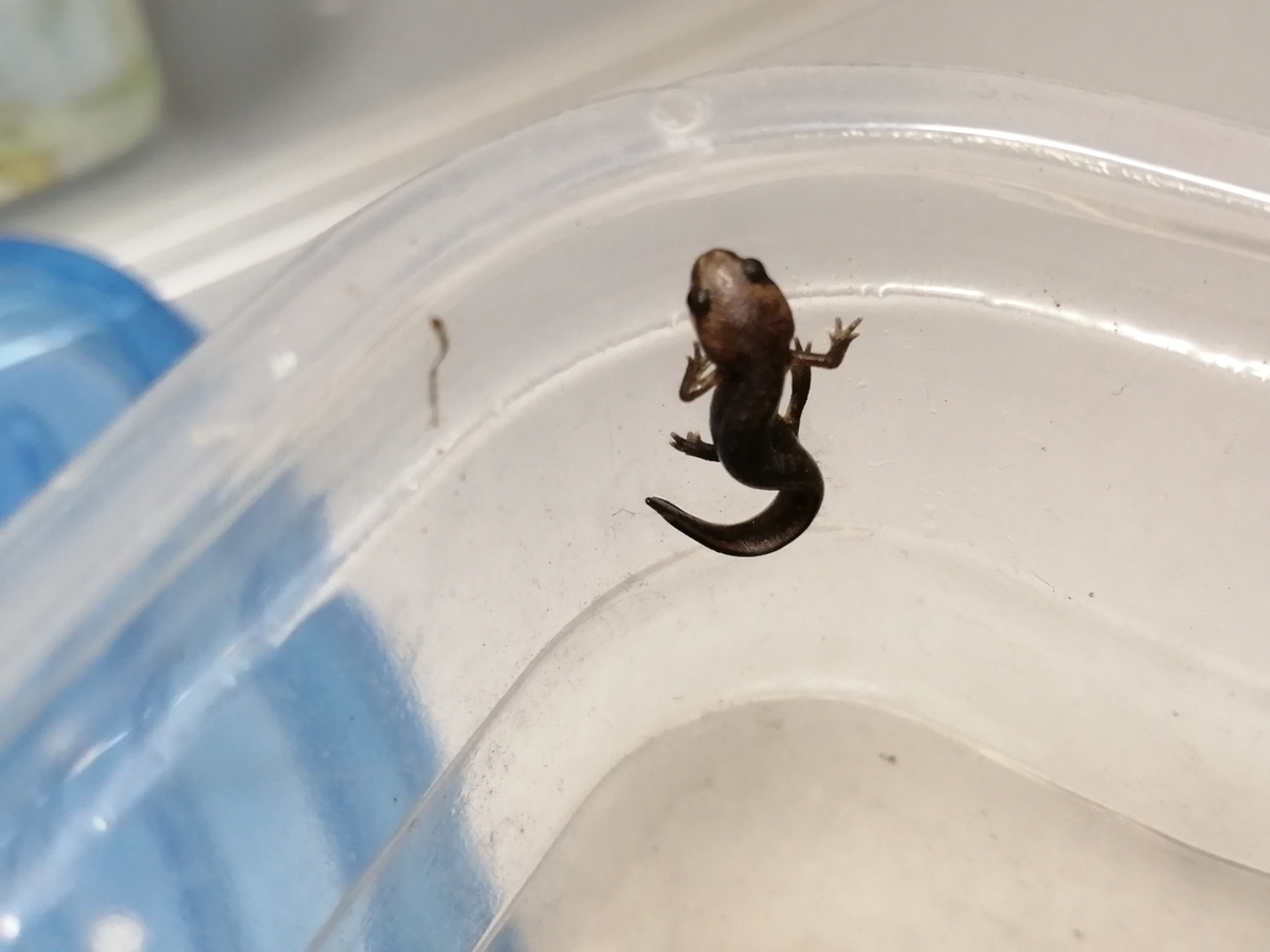 アカハライモリ(