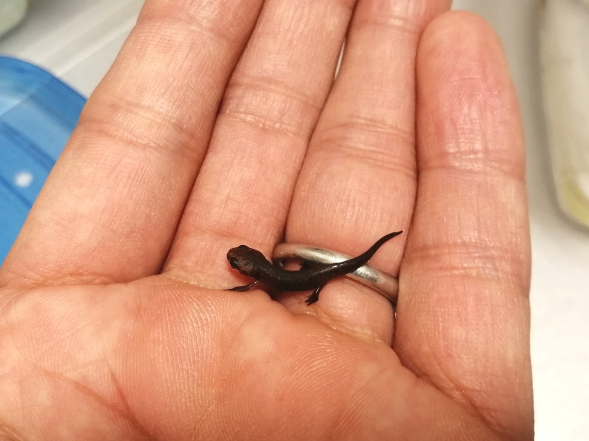アカハライモリ('19)、上陸しました。 - ちまめの飼育部屋