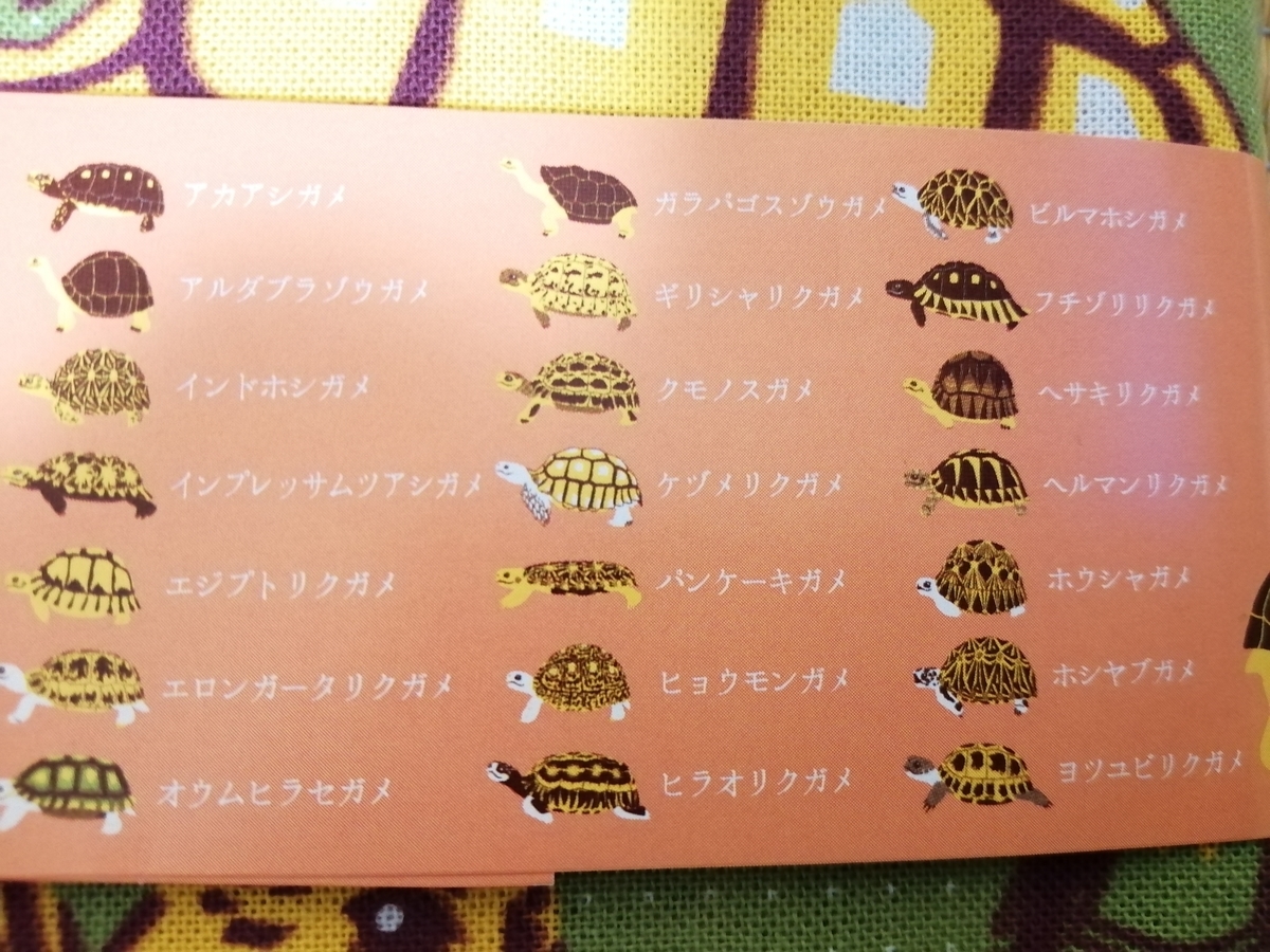 Izooの土産 コレクションが増えた ちまめの飼育部屋