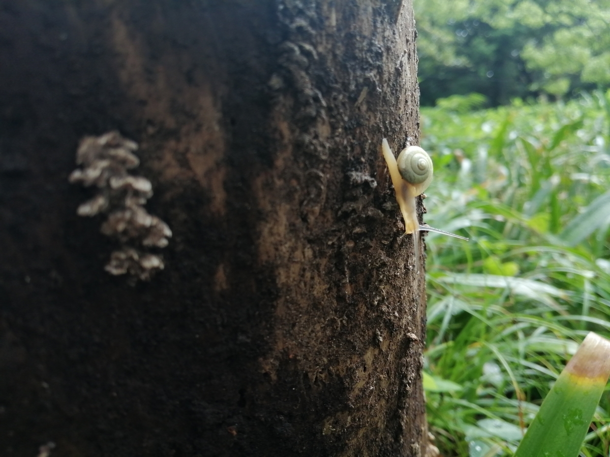 f:id:machidacustom2015:20190818202934j:plain