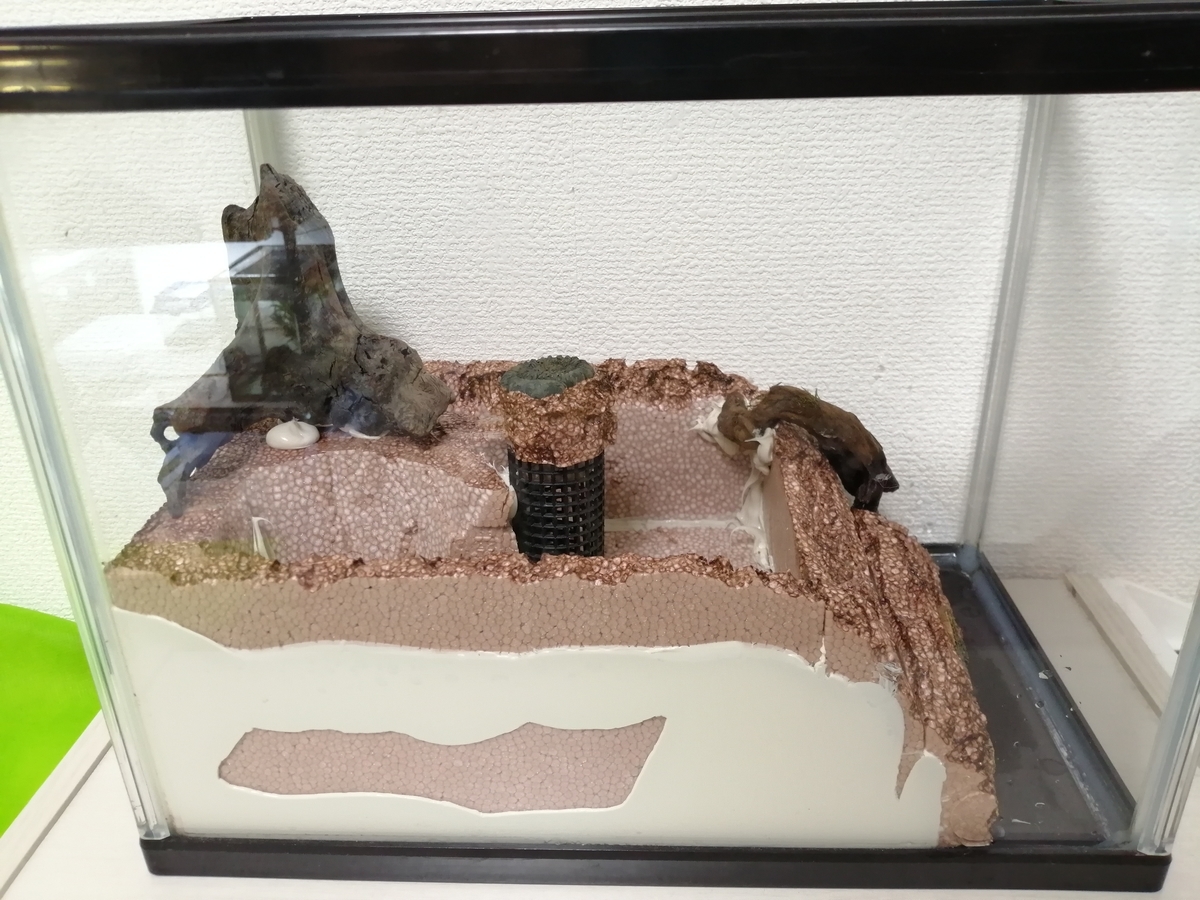 イモリウム、完成致しました。 - ちまめの飼育部屋
