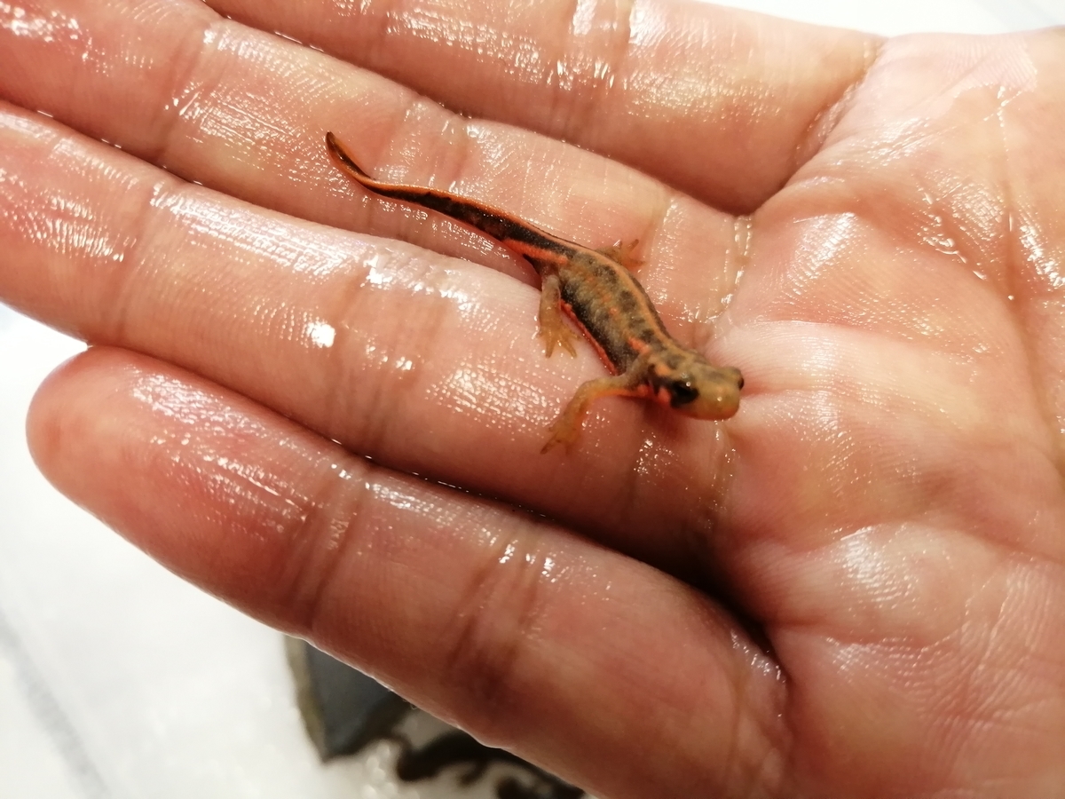 アカハライモリ 子供達 ちまめの飼育部屋