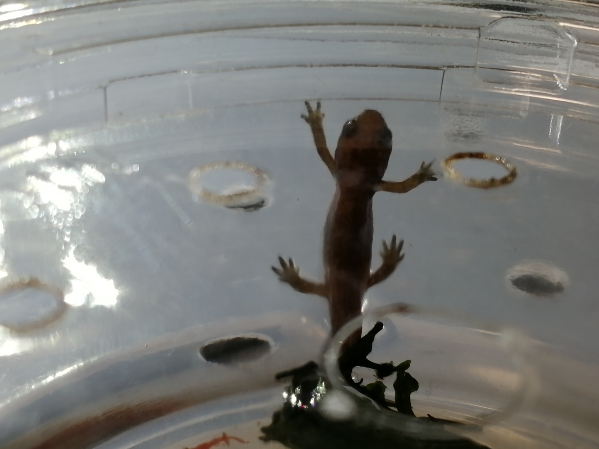今年最後のアカハラ幼生が上陸しました ちまめの飼育部屋