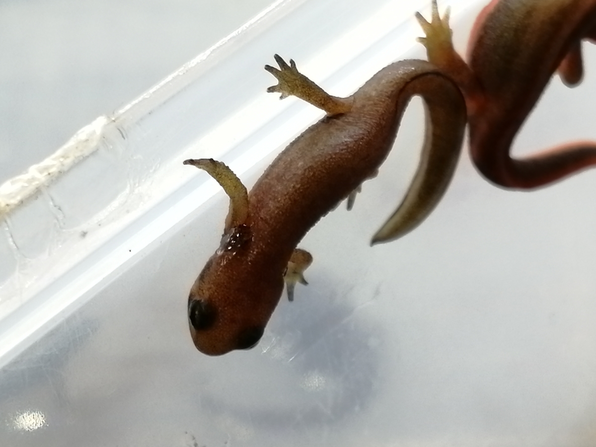 今年最後のアカハラ幼生が上陸しました ちまめの飼育部屋