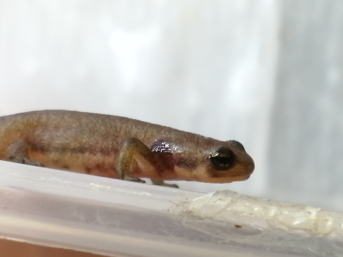 今年最後のアカハラ幼生が上陸しました ちまめの飼育部屋