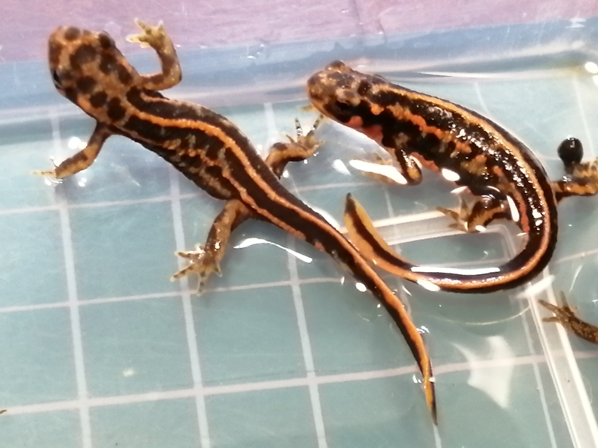 ☆厳選個体☆ オキナワシリケンイモリ トリオ ④ ☆厳選個体☆ オキナワシリケンイモリ トリオ ①