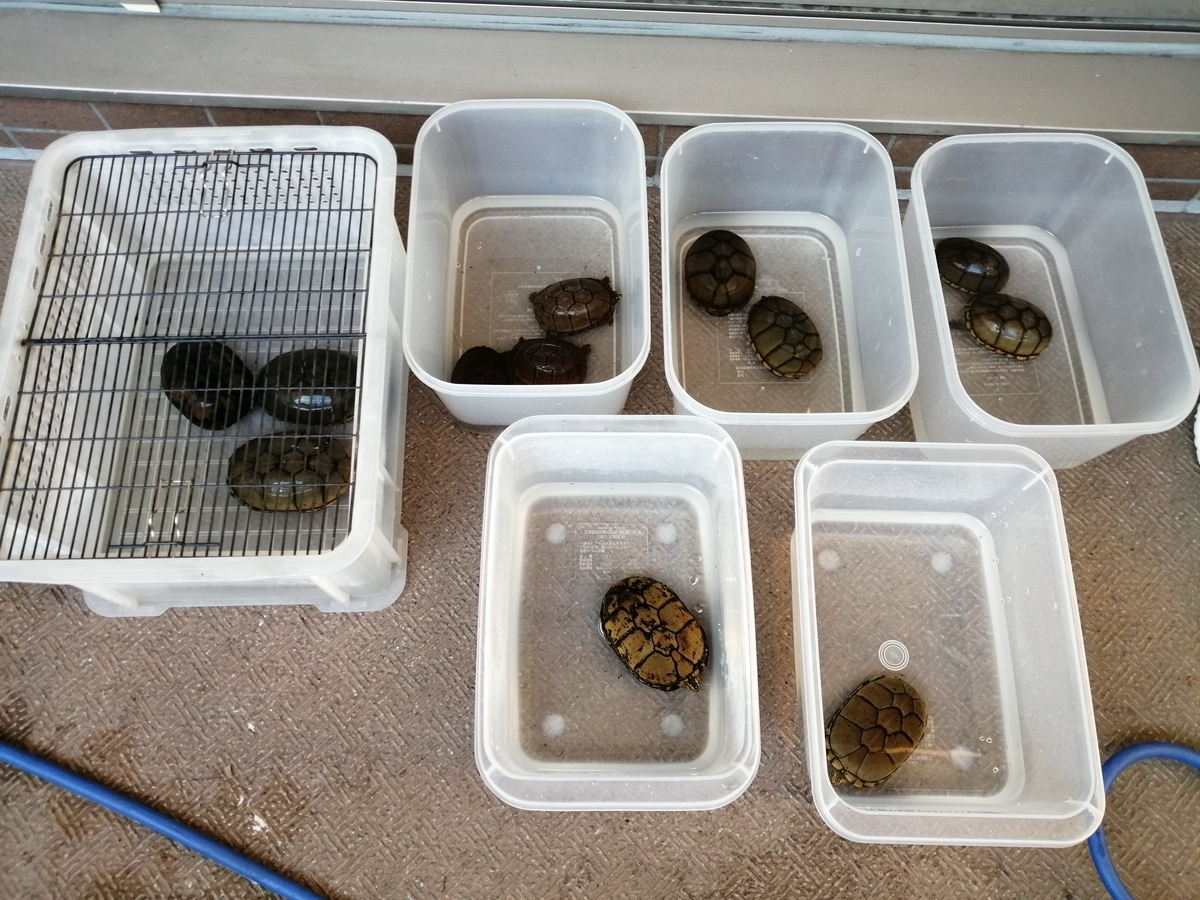 トウブドロガメ 水換えと生存確認 ちまめの飼育部屋