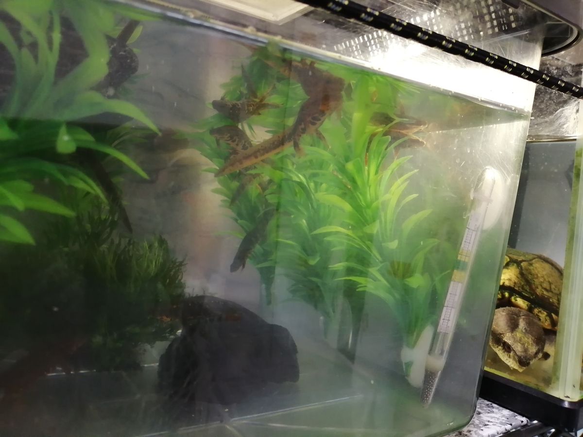 イモリ達の近況報告 ちまめの飼育部屋