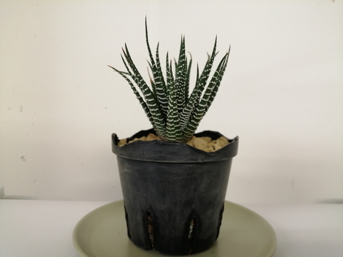 新たな沼に足を踏み入れてしまった、かも！？ - ちまめの飼育部屋