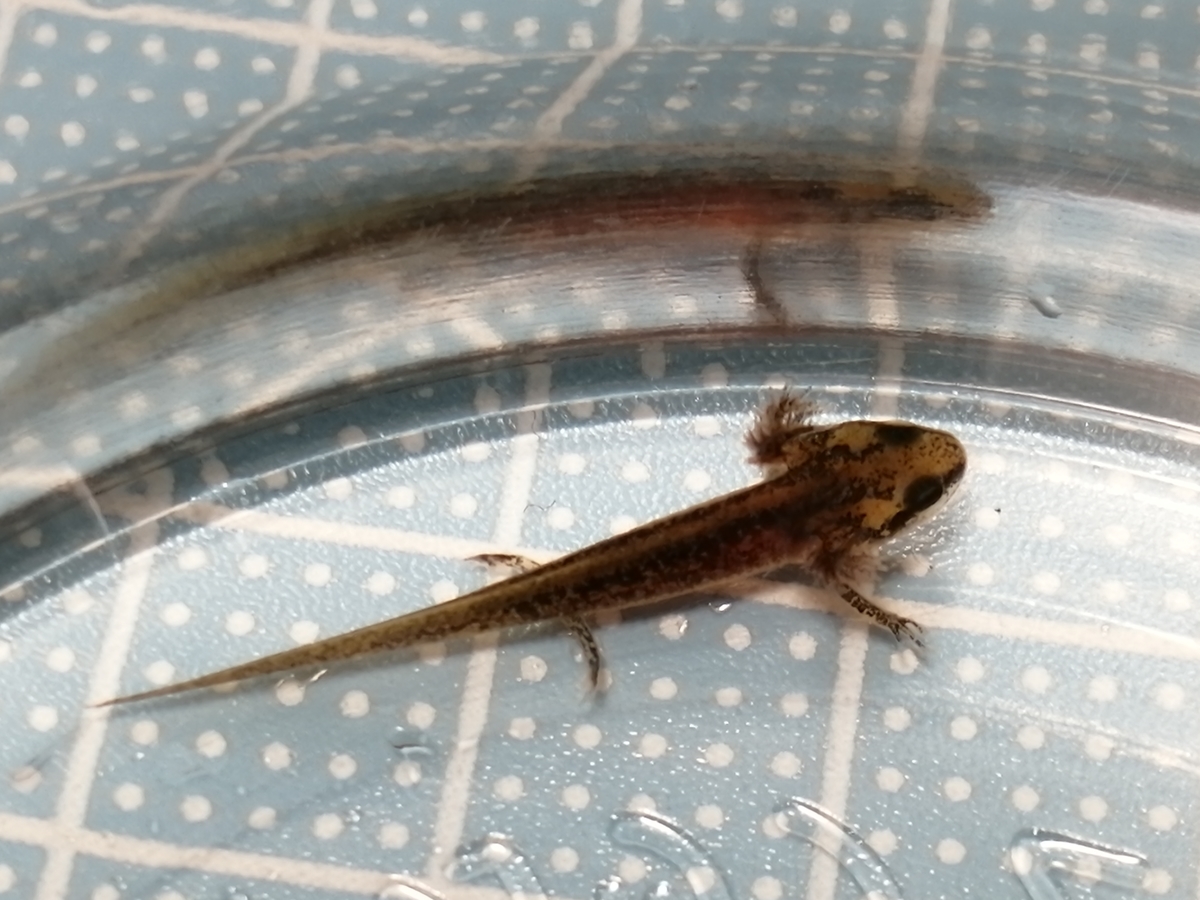 イモリの近況報告 ちまめの飼育部屋