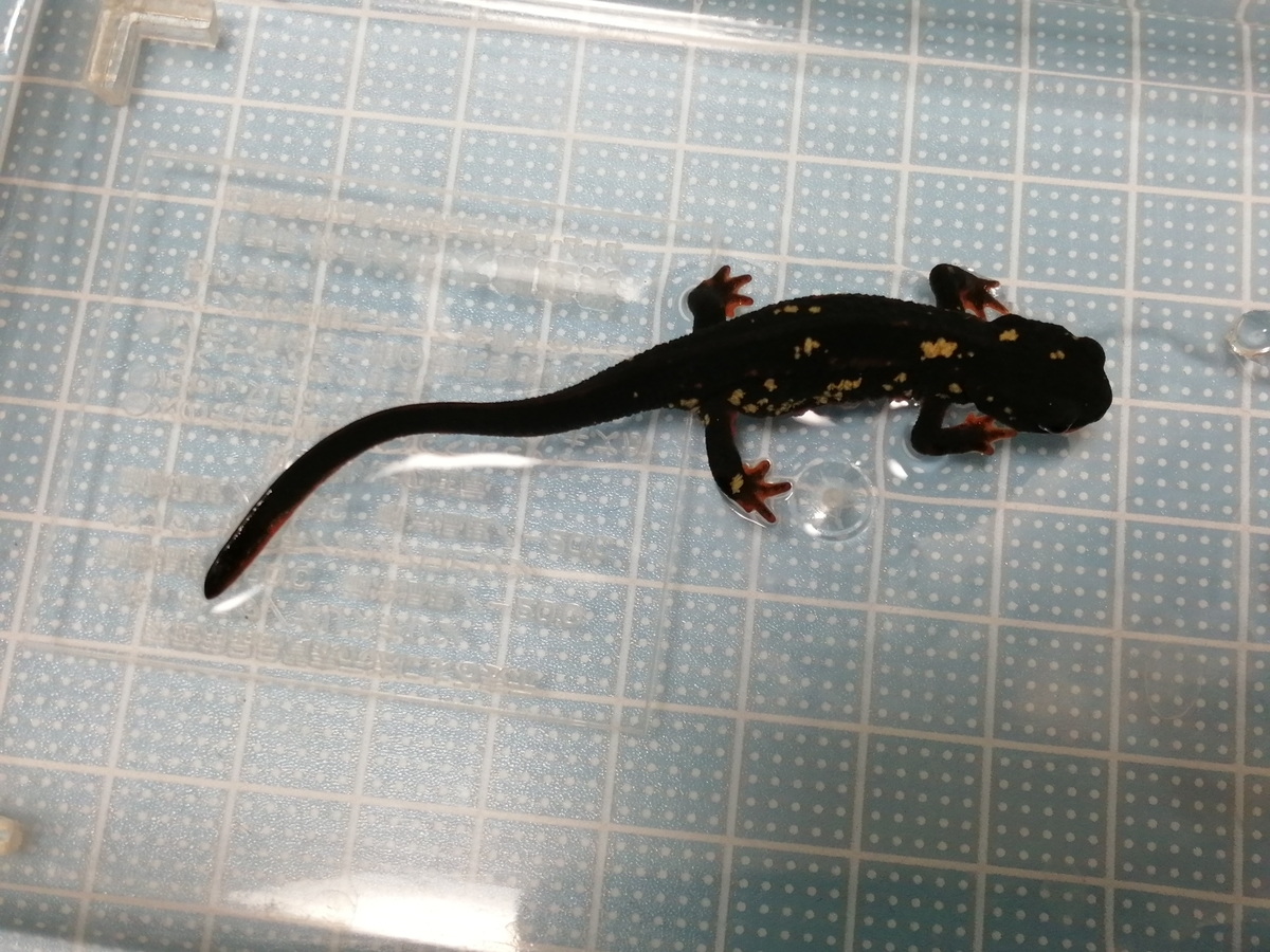 イモリの近況報告 ちまめの飼育部屋