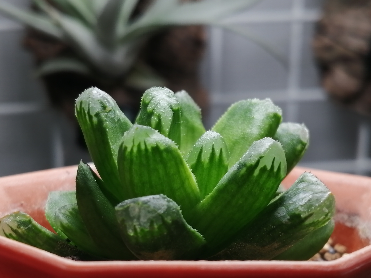 f:id:machidacustom2015:20211209214250j:plain