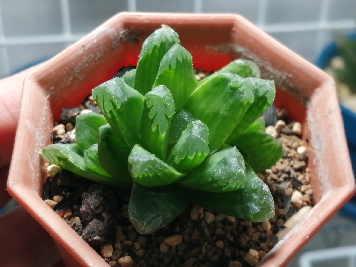 f:id:machidacustom2015:20211209215131j:plain