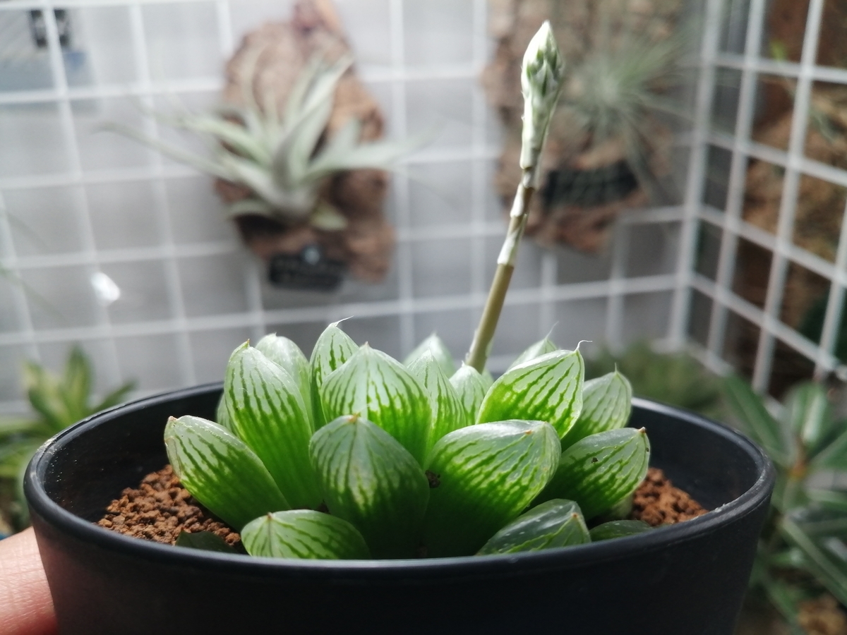 f:id:machidacustom2015:20211209215259j:plain