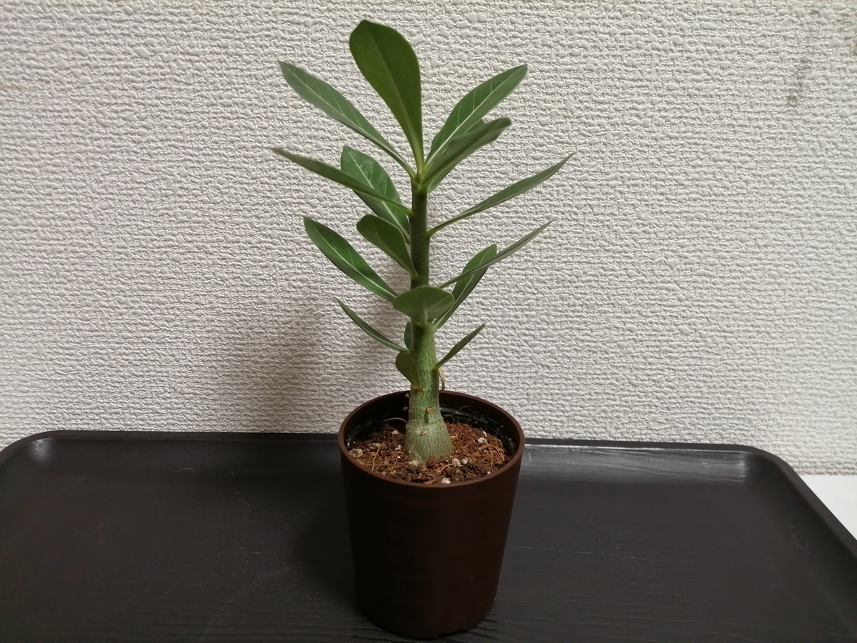 f:id:machidacustom2015:20211209221147j:plain