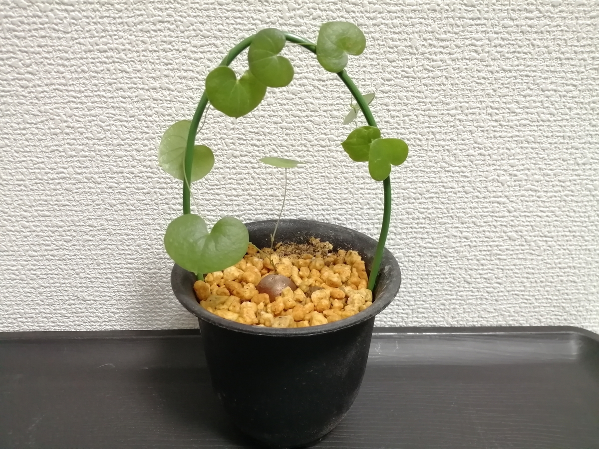 f:id:machidacustom2015:20211209221808j:plain