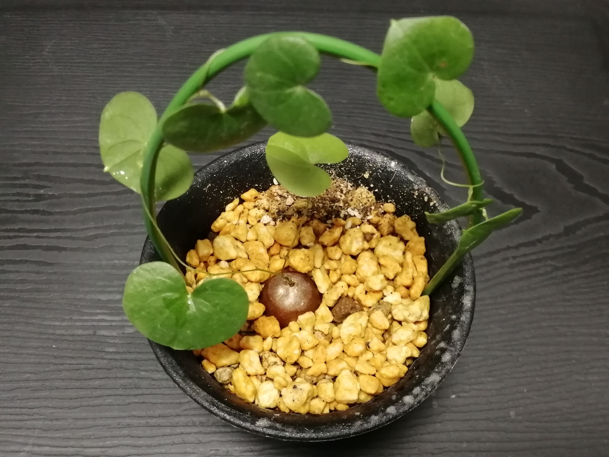 f:id:machidacustom2015:20211209221855j:plain