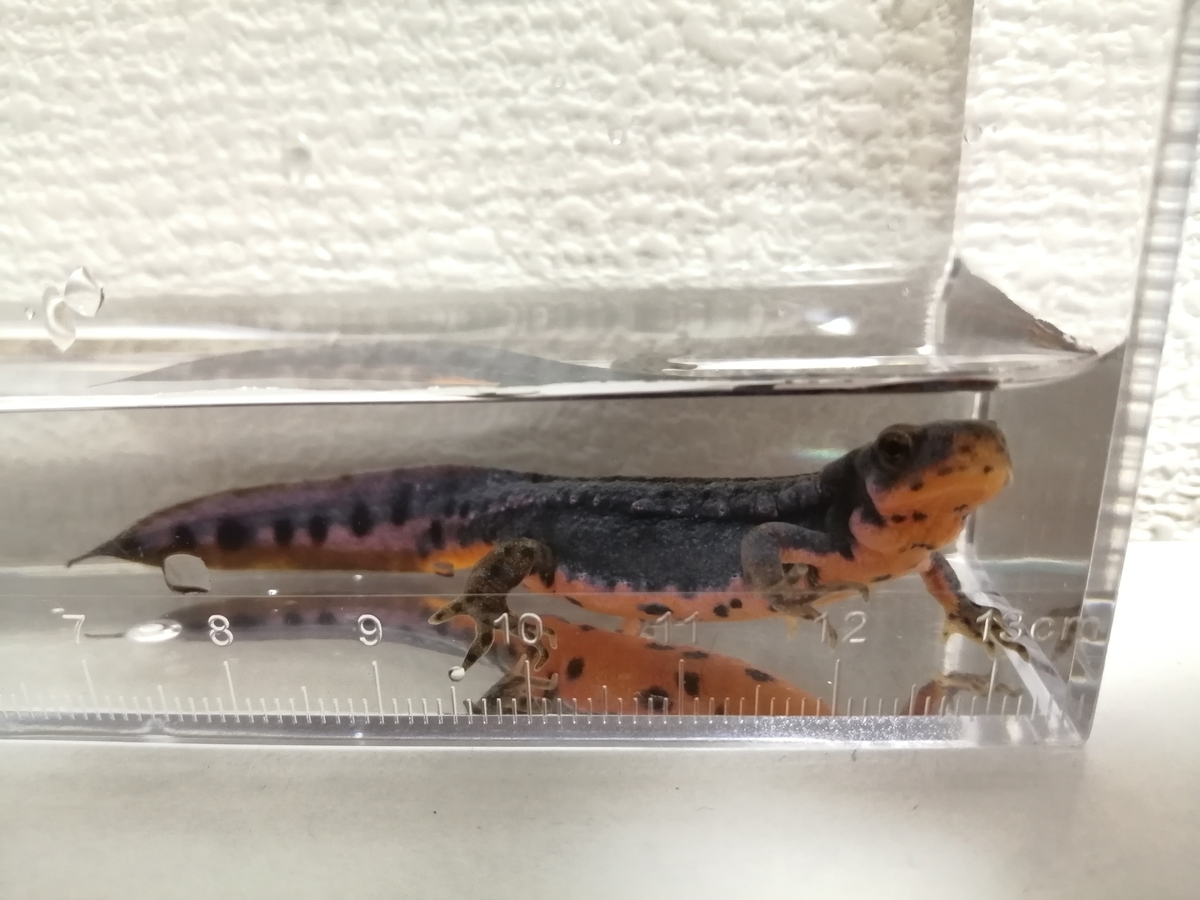 f:id:machidacustom2015:20211210124841j:plain