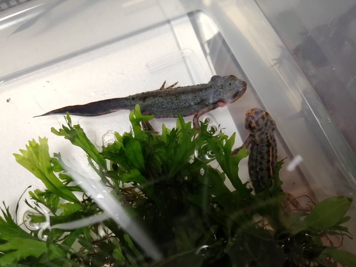 f:id:machidacustom2015:20211210125239j:plain