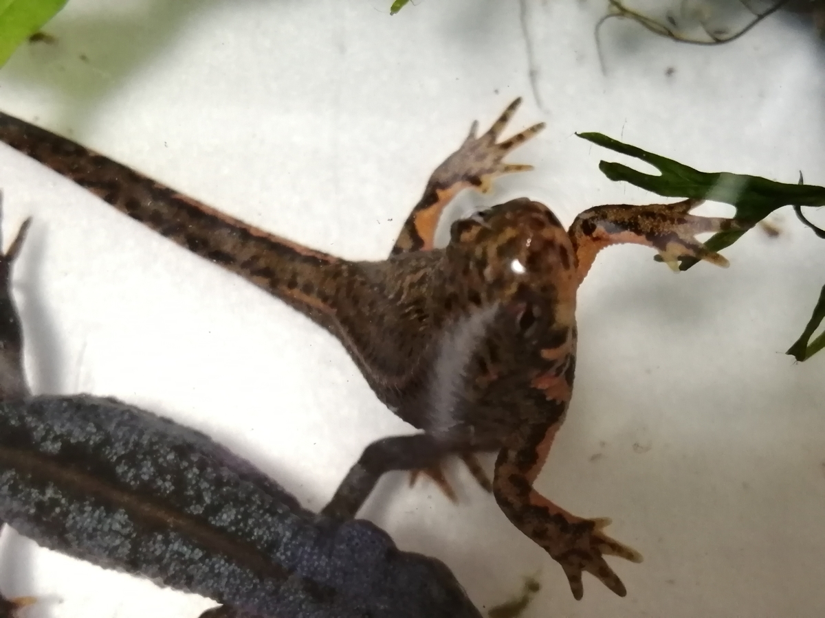 f:id:machidacustom2015:20211210125302j:plain