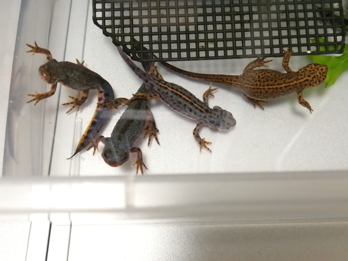 f:id:machidacustom2015:20211210125323j:plain