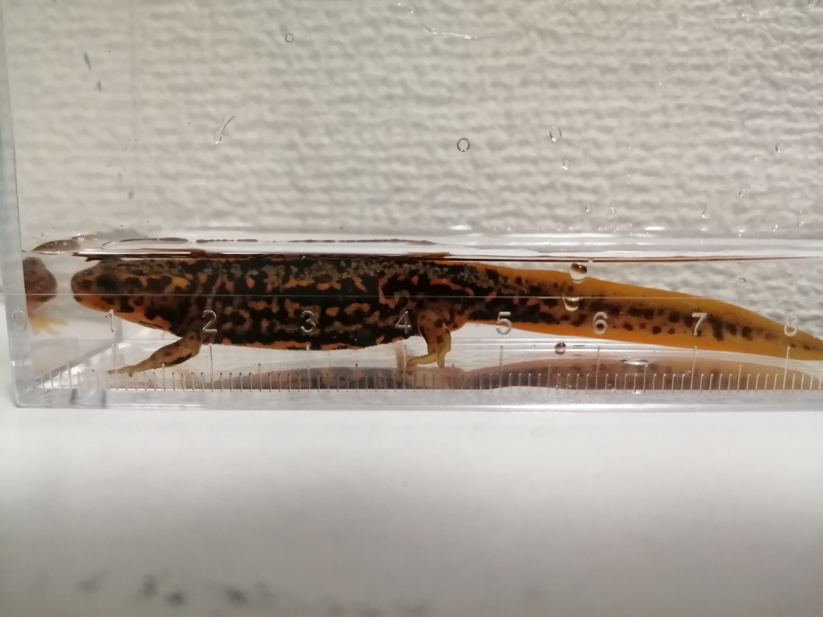 f:id:machidacustom2015:20211210125438j:plain