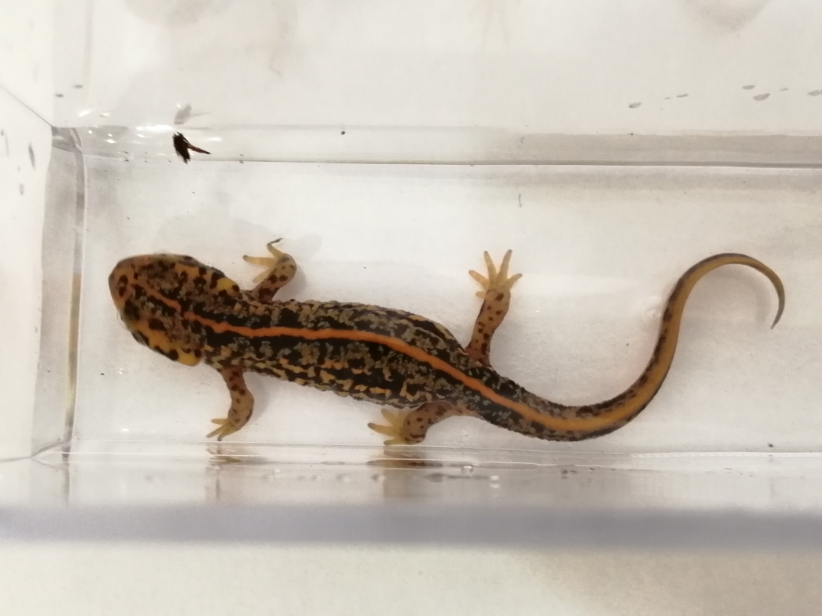 f:id:machidacustom2015:20211210125504j:plain