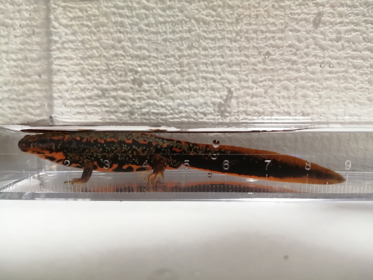 f:id:machidacustom2015:20211210125551j:plain