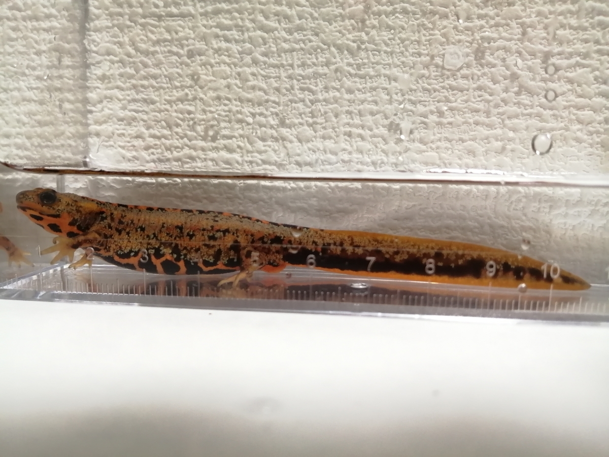 f:id:machidacustom2015:20211210125617j:plain