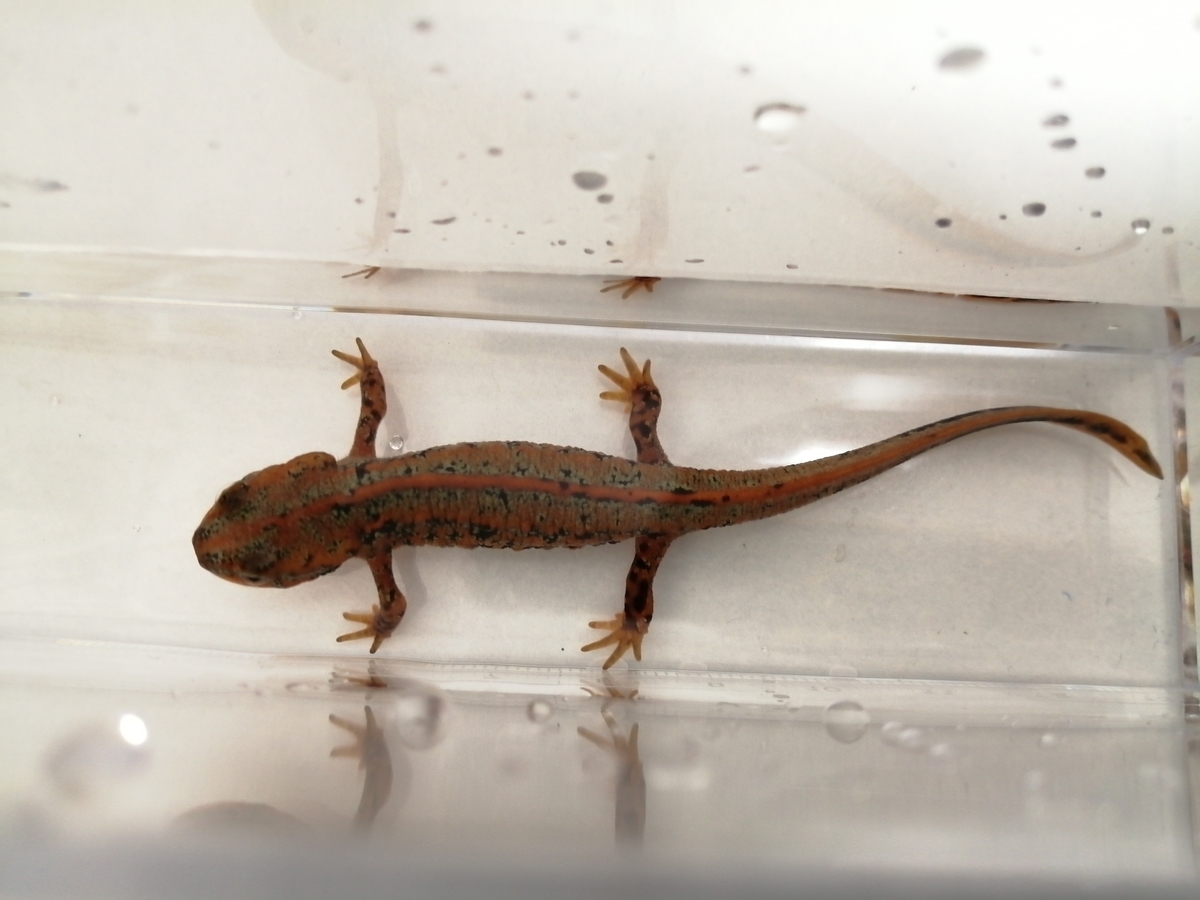 f:id:machidacustom2015:20211210125655j:plain