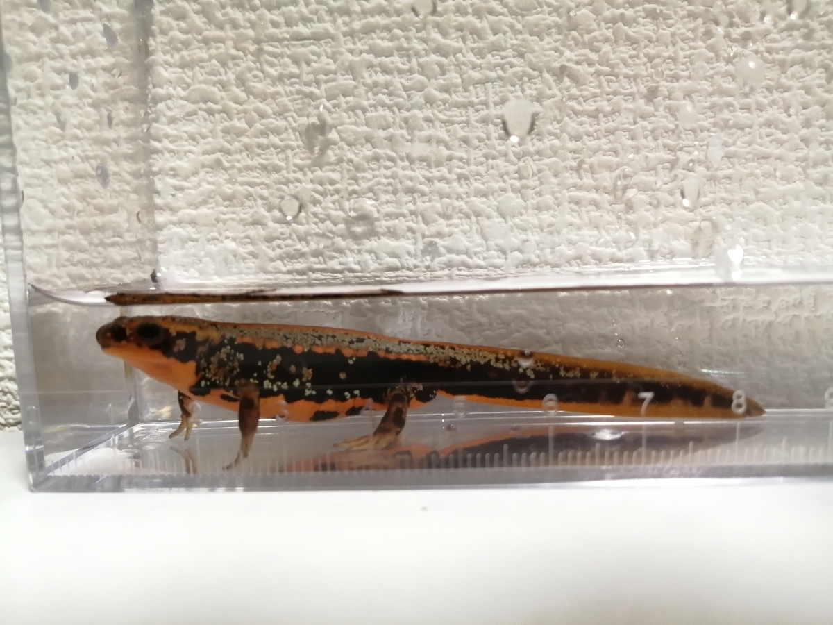 f:id:machidacustom2015:20211210125726j:plain