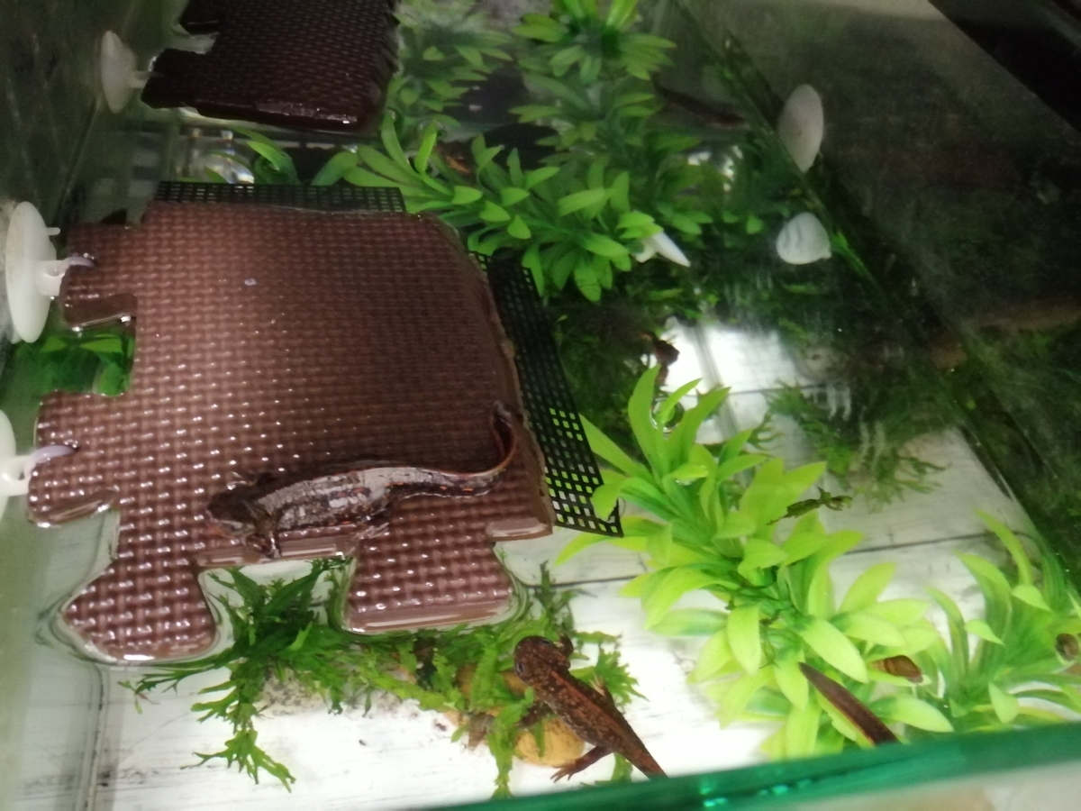 f:id:machidacustom2015:20211210125744j:plain