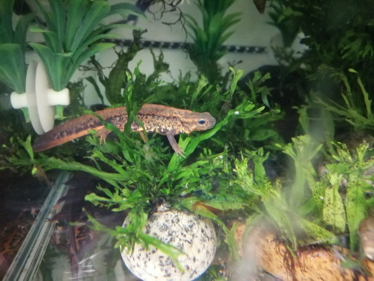 f:id:machidacustom2015:20211210125808j:plain