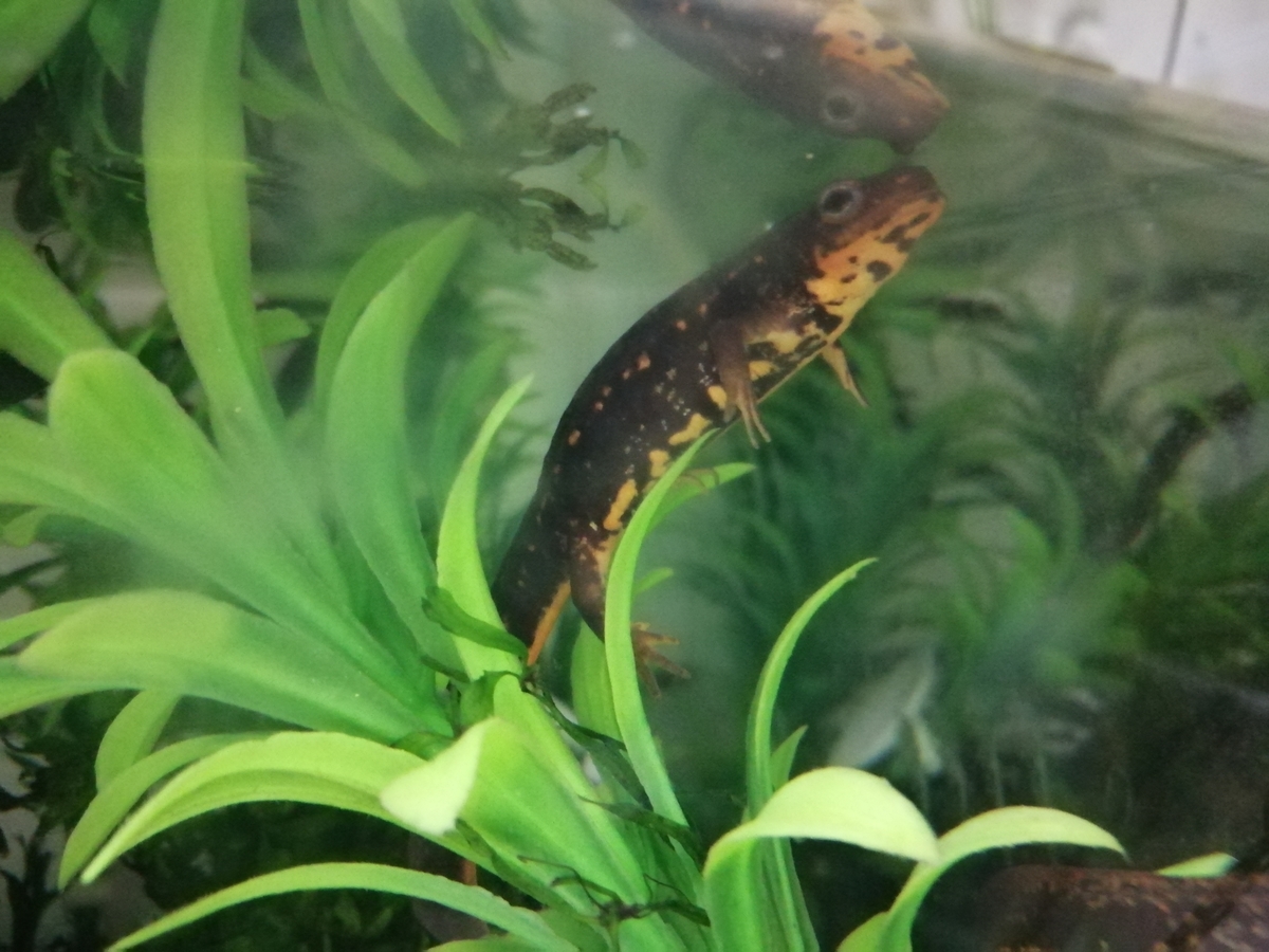 f:id:machidacustom2015:20211210125827j:plain