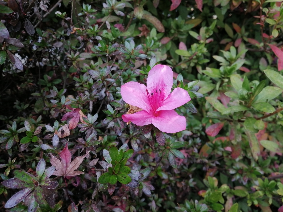 f:id:machidacustom2015:20211210171017j:plain