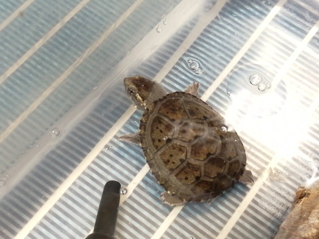 f:id:machidacustom2015:20211210231824j:plain