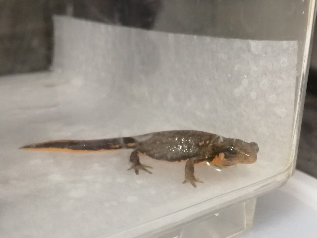 f:id:machidacustom2015:20211211005125j:plain