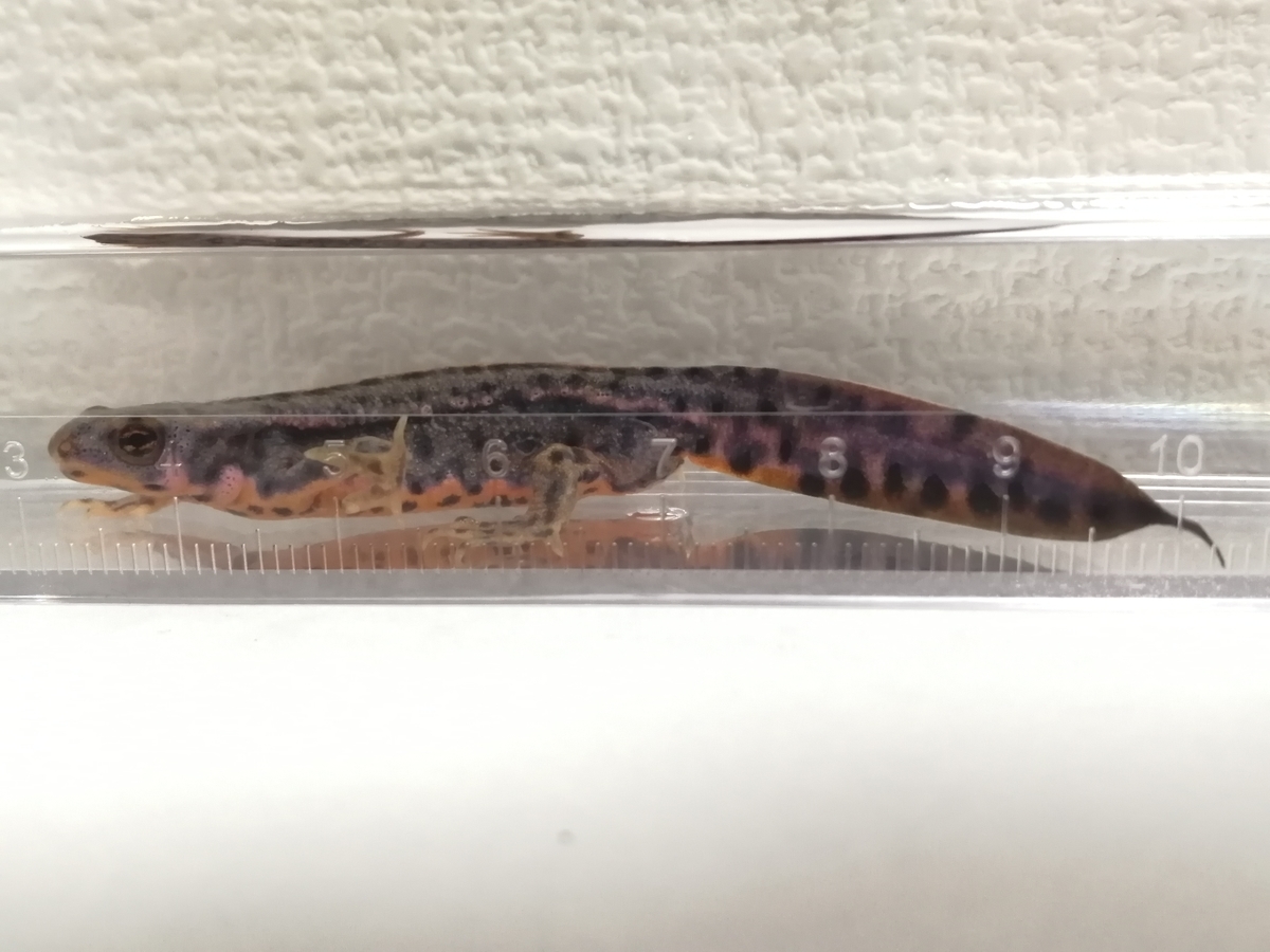 f:id:machidacustom2015:20211211082605j:plain