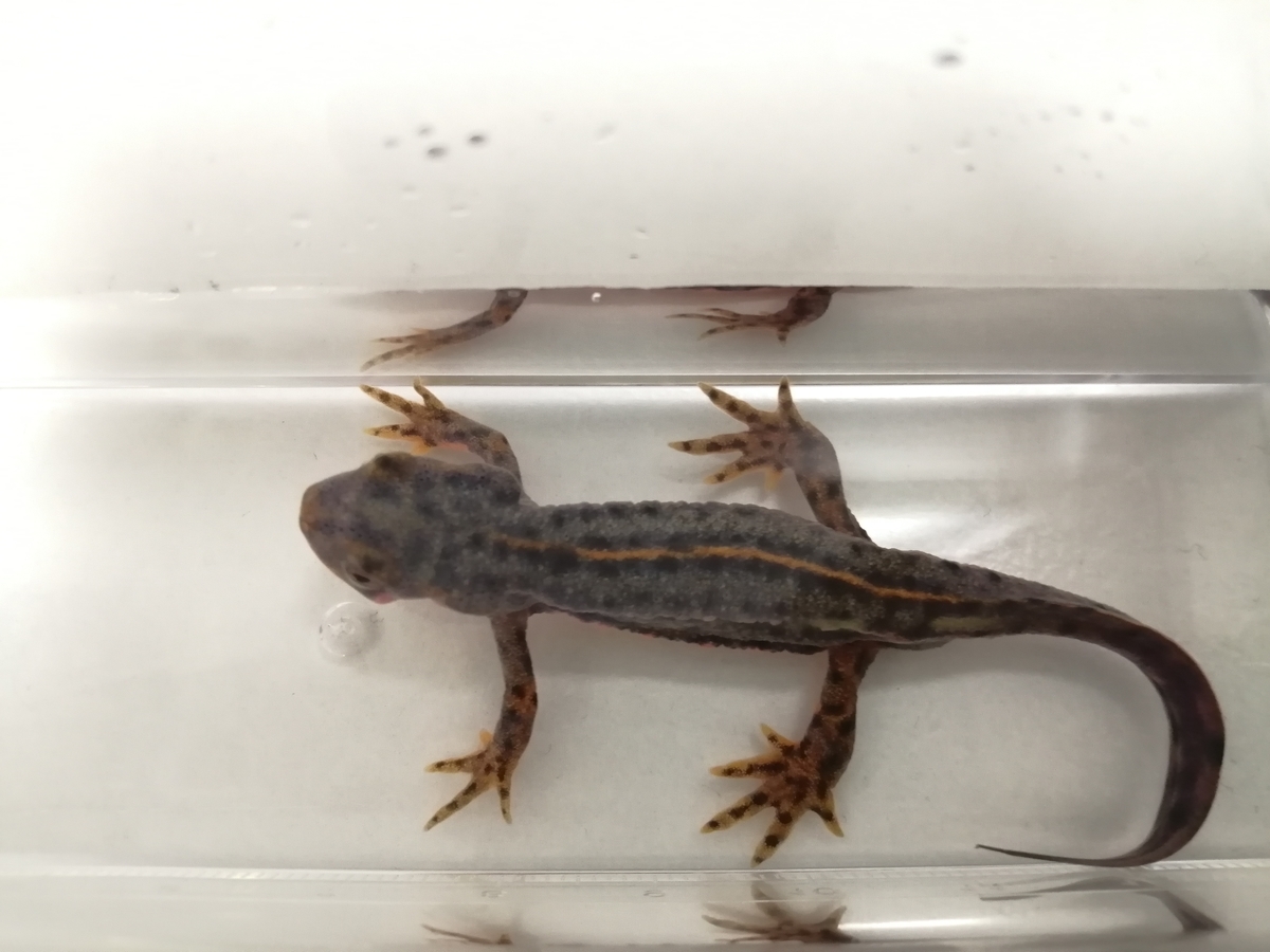 f:id:machidacustom2015:20211211082627j:plain